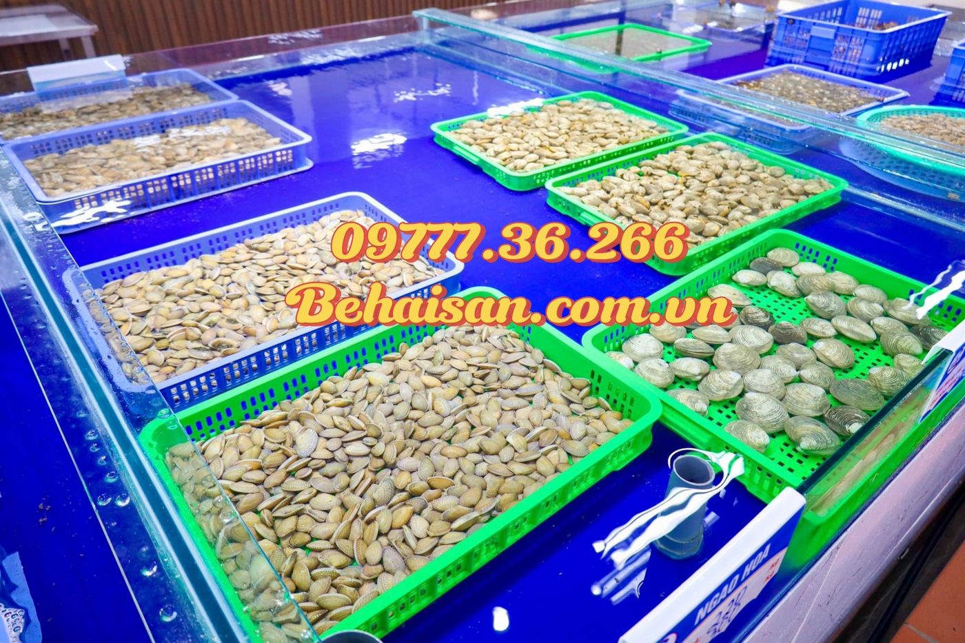 Bể trưng bày nhuyễn thể – ngao, sò, hàu tại Vựa Hải Sản Bãi Cháy