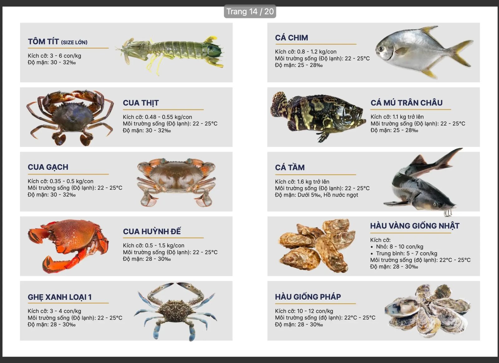Cua thịt, Cua gạch, Cá mú trân châu, Cá tầm, Hàu vàng giống Nhật - SeaHome