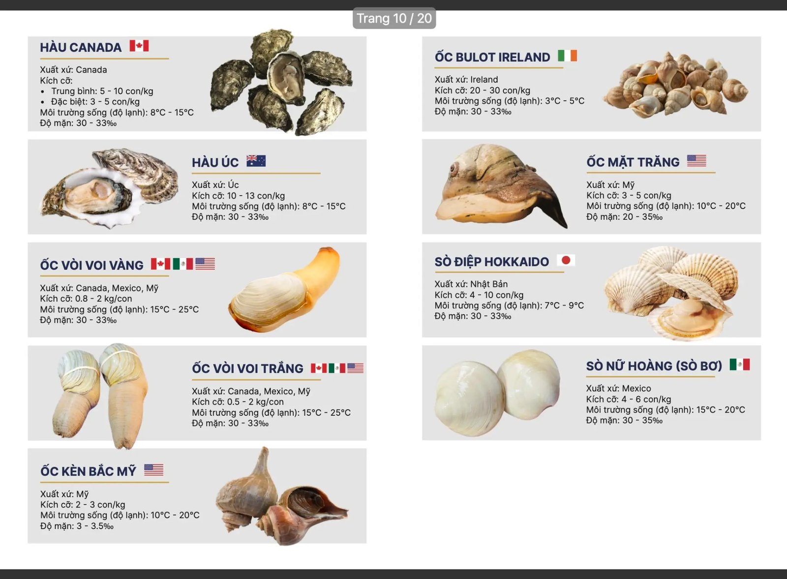 Hàu Canada, Ốc vòi voi vàng, Sò điệp Hokkaido Nhật Bản - SeaHome