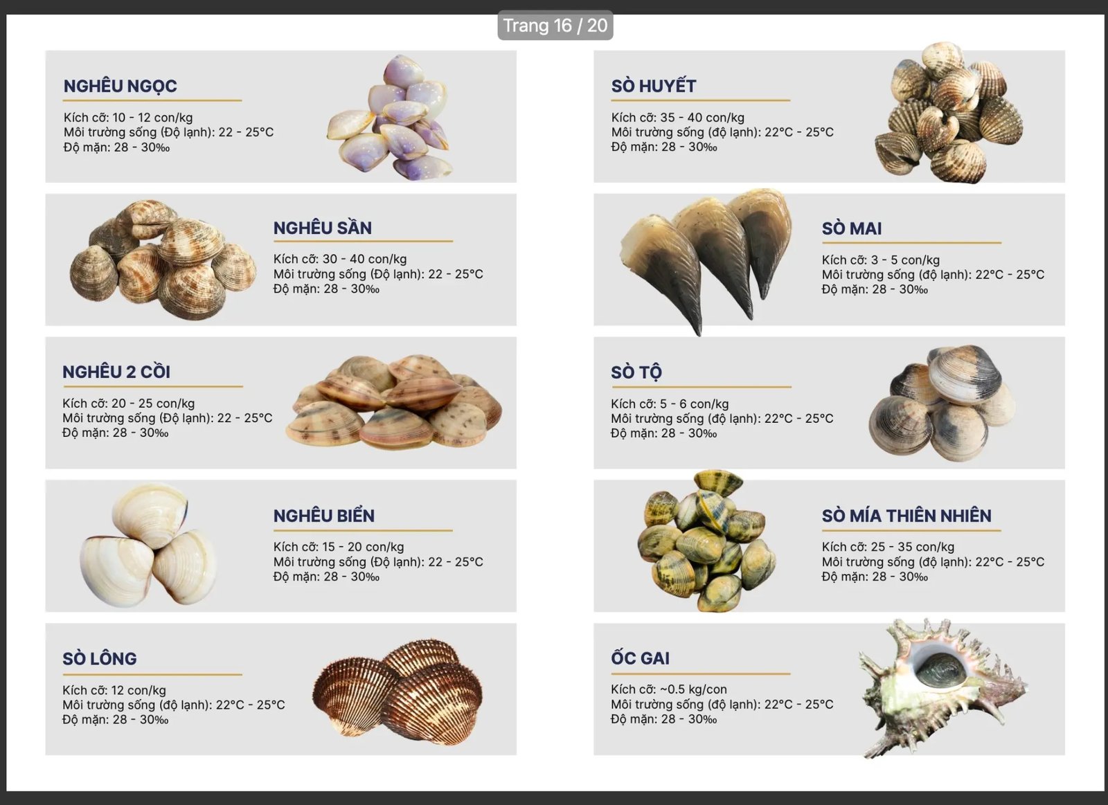 Nghêu ngọc, Sò huyết, Sò mai, Ốc gai, Hàu giống Pháp - SeaHome