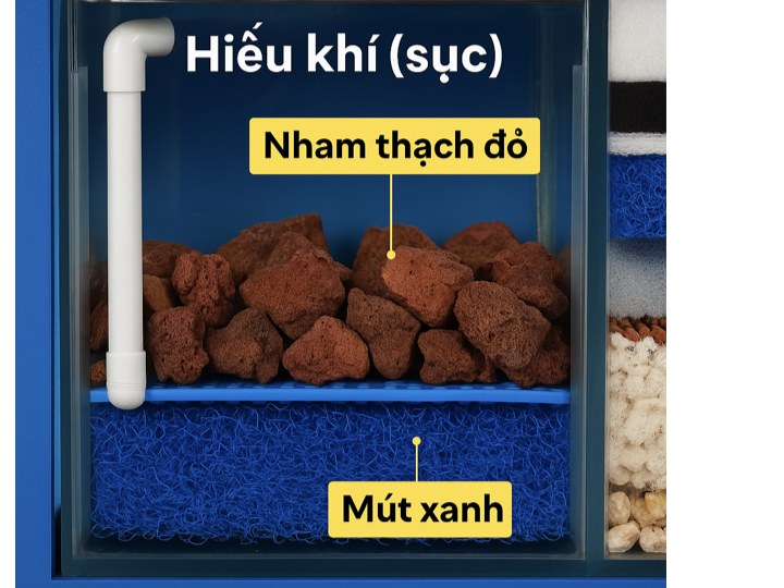 Nham thạch đỏ và mút xanh trong ngăn hiếu khí lọc sinh học bể hải sản