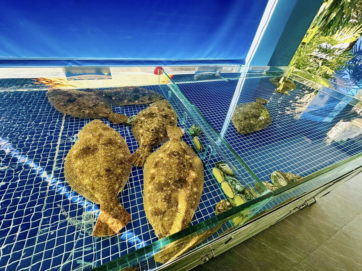 Bể cá bơn SeaHome thi công tại Phú Tâm – hệ thống phân khu 12–14 nhóm hải sản