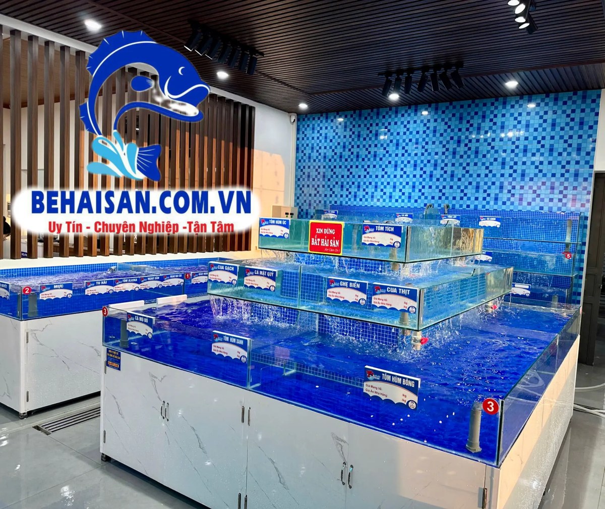 Hệ thống bể hải sản cửa hàng Minh Châu Seafoods – SeaHome thi công bể xanh mosaic, RAS 5 tầng, kính 12mm