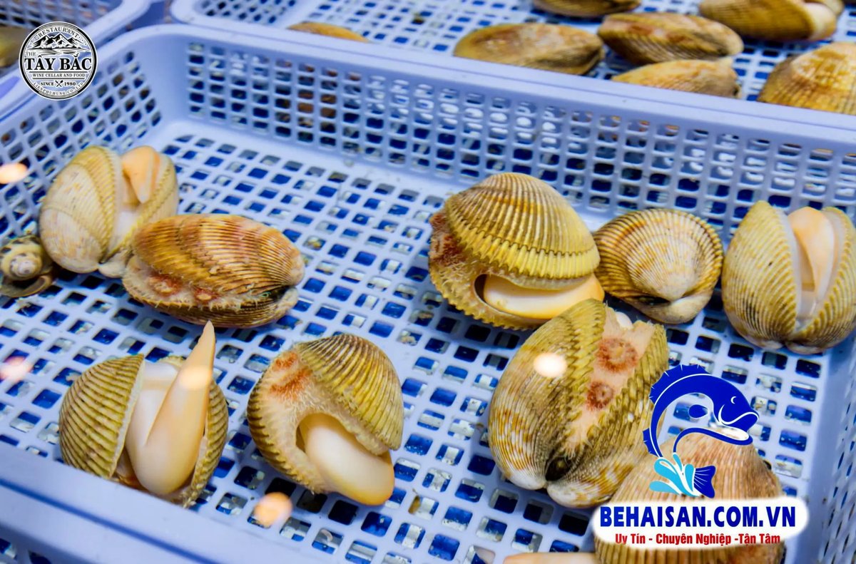 Chi tiết bể hải sản tươi sống Tây Bắc – tôm hùm, cá mú, sò được nuôi trực tiếp tại hồ